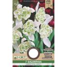 Galanthus Flore pleno