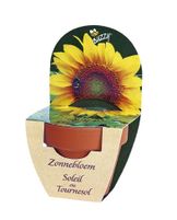 Grow Kit Zonnebloem