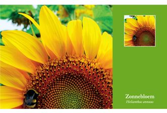 Zonnebloemen