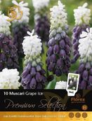 Muscari Grape Ice